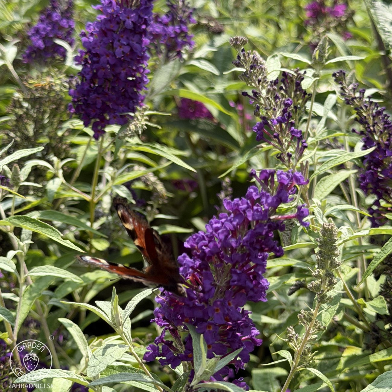 Obrázok Budleja Dávidova (Buddleja Davidii) ´BUTTERFLY TOWER®´ - výška 30-40 cm, kont. C2.5L